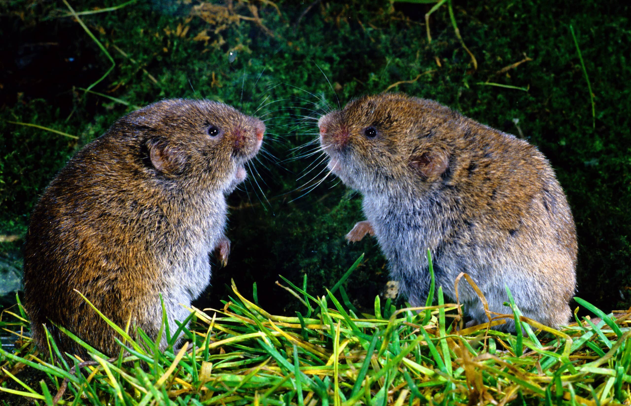 Vole control in North and South Carolina
