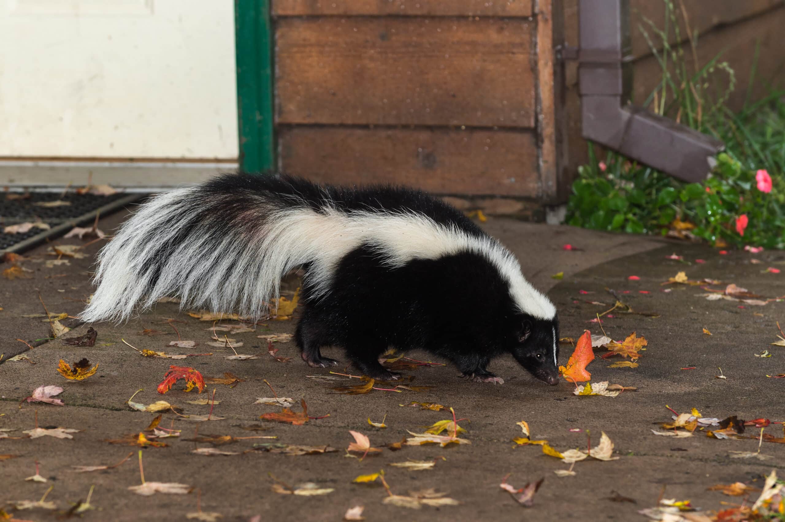 Skunk Control and Trapping in North Carolina and South Carolina