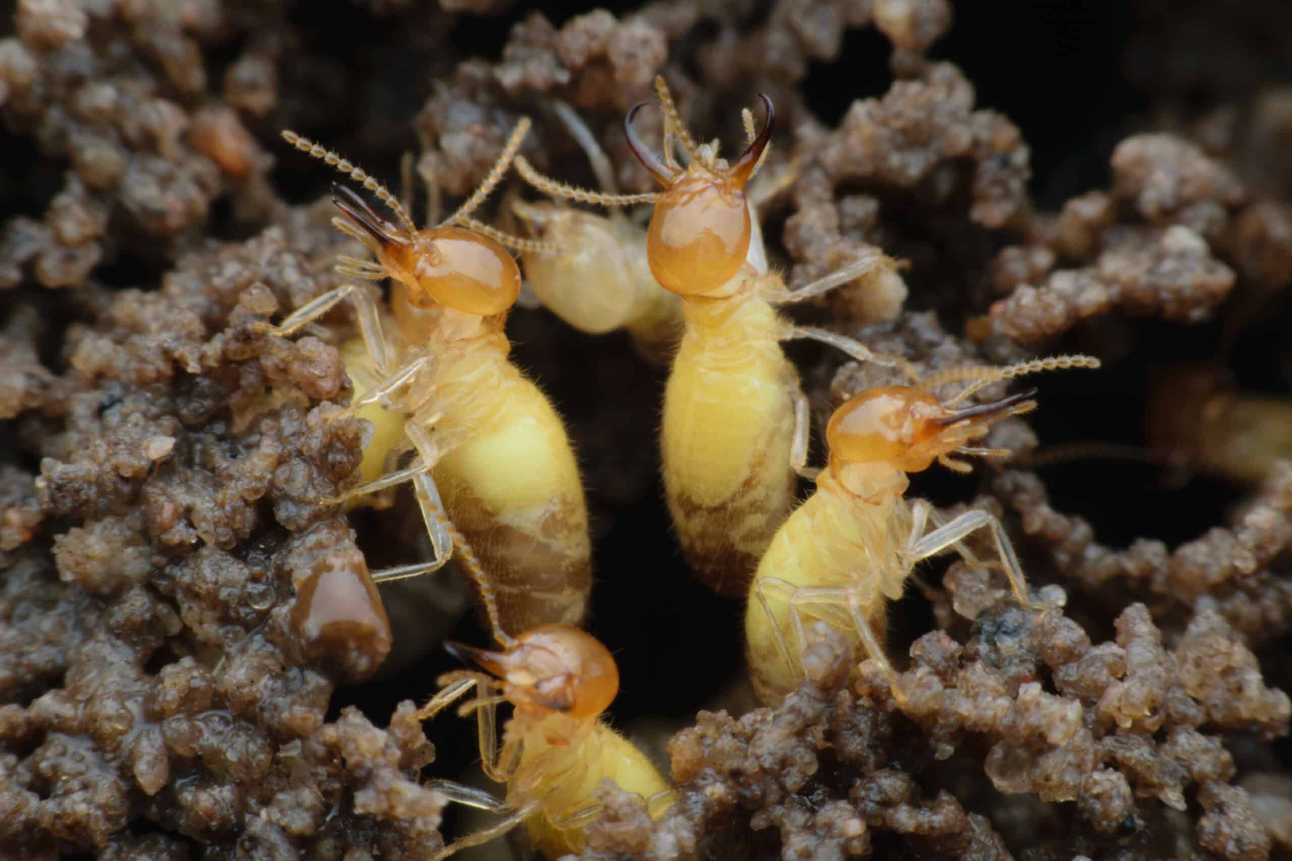 Formosan Termite Colony