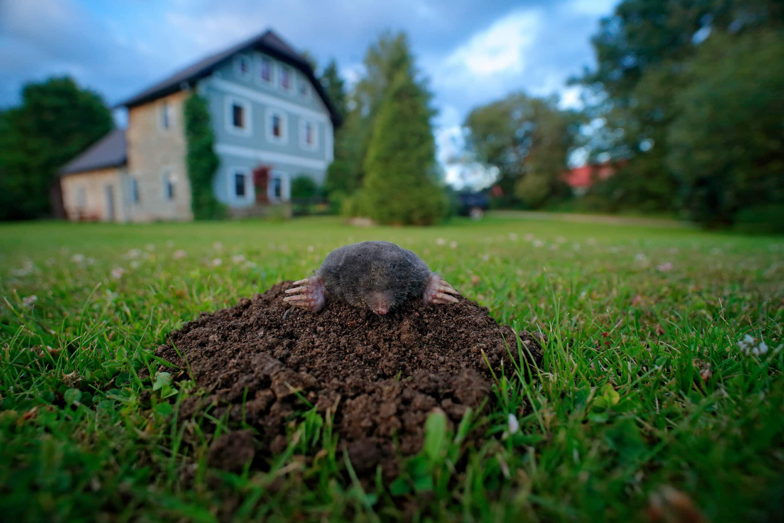 Mole control in North and South Carolina