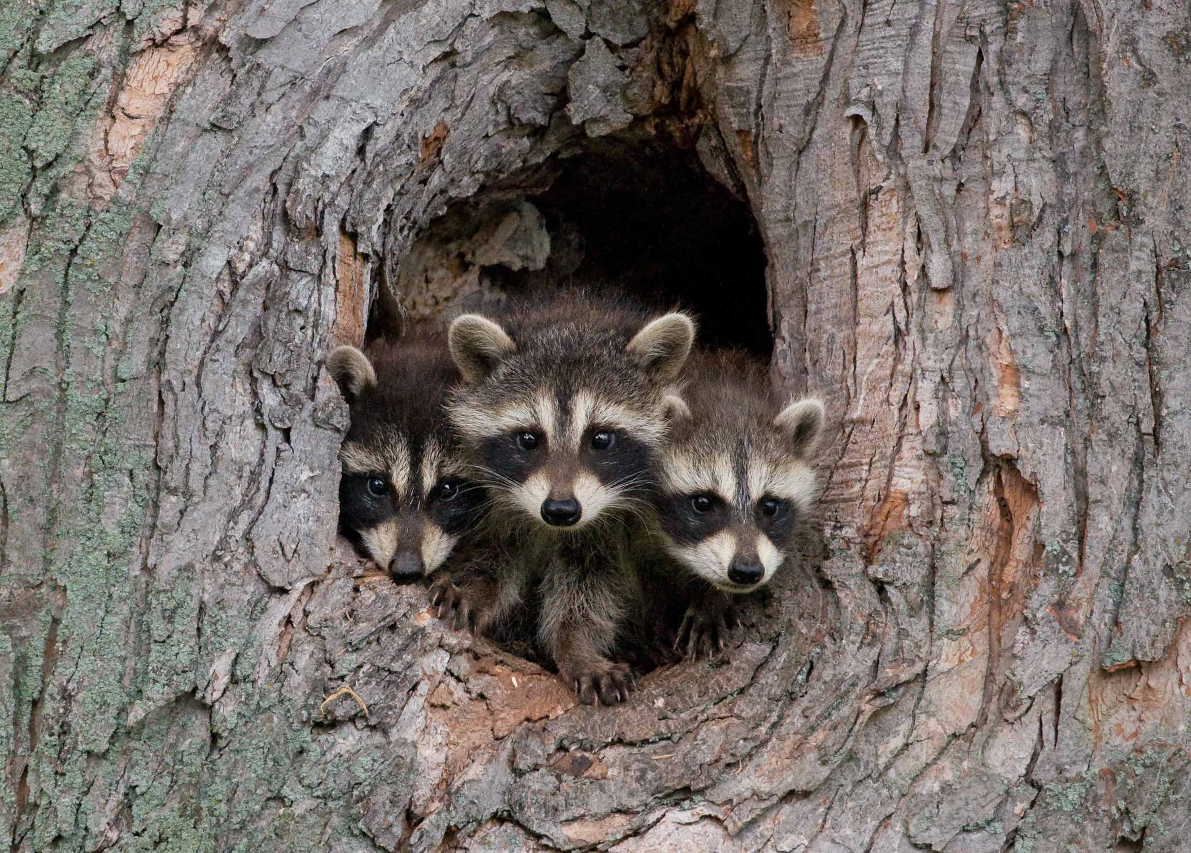 Raccoon control and prevention in North and South Carolina
