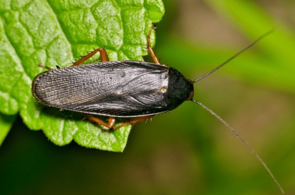 smoky brown cockroach anticimex carolinas cockroach control