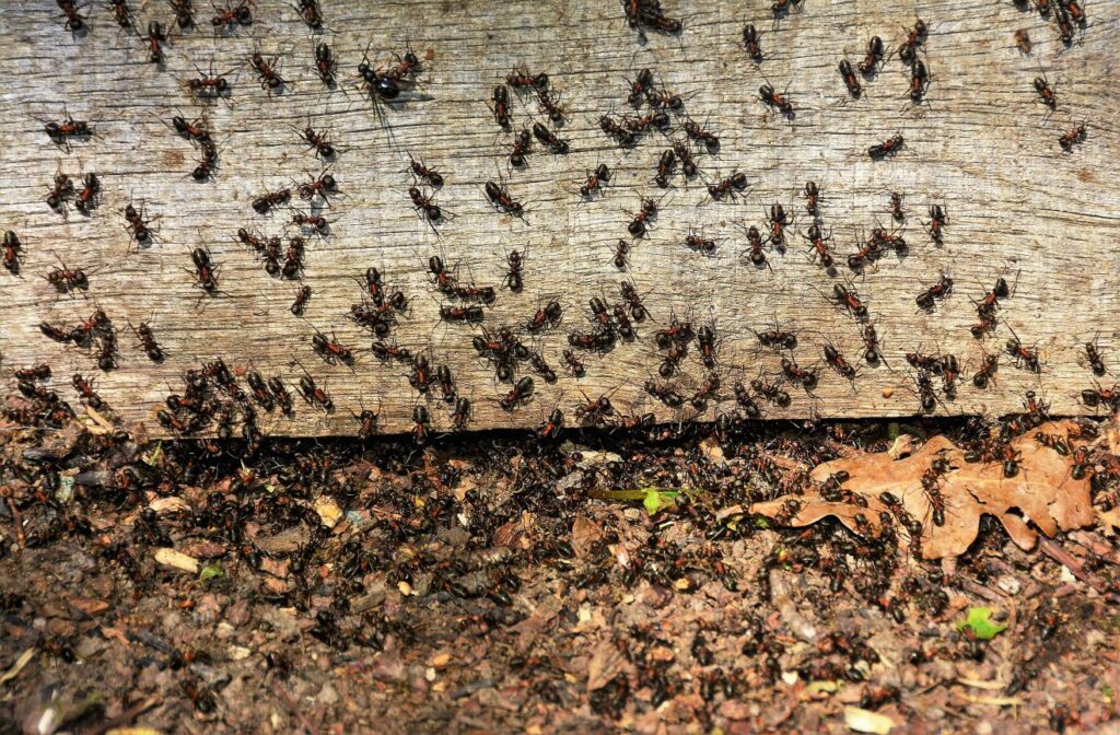 Carolina Ant Swarm