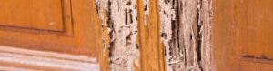 termite problems killingsworth environmental charlotte nc
