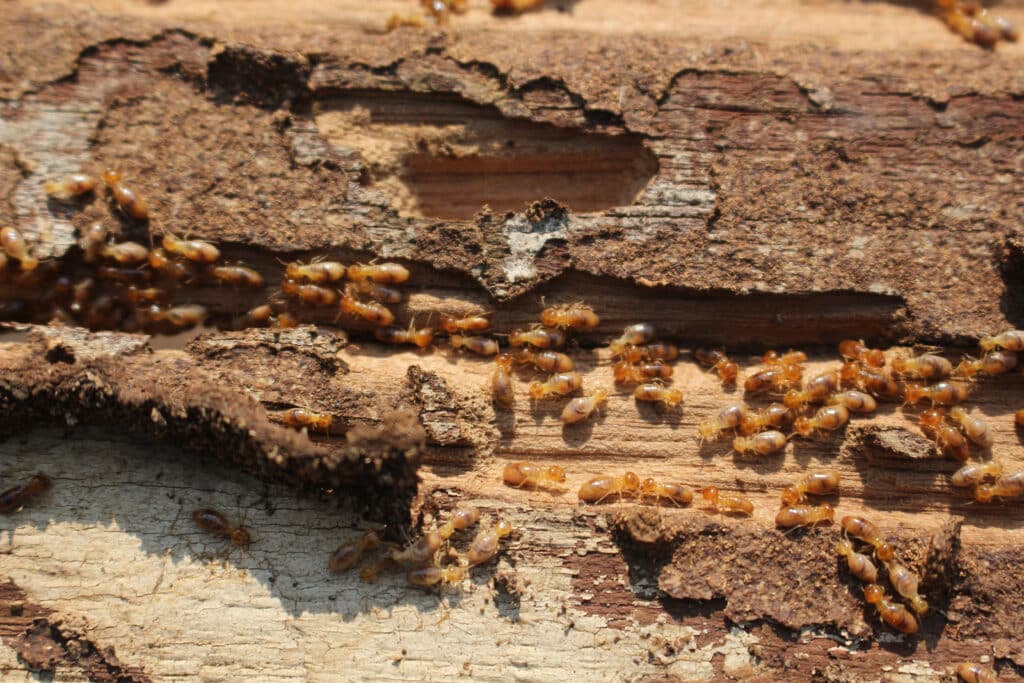 Termite control in Charleston, SC