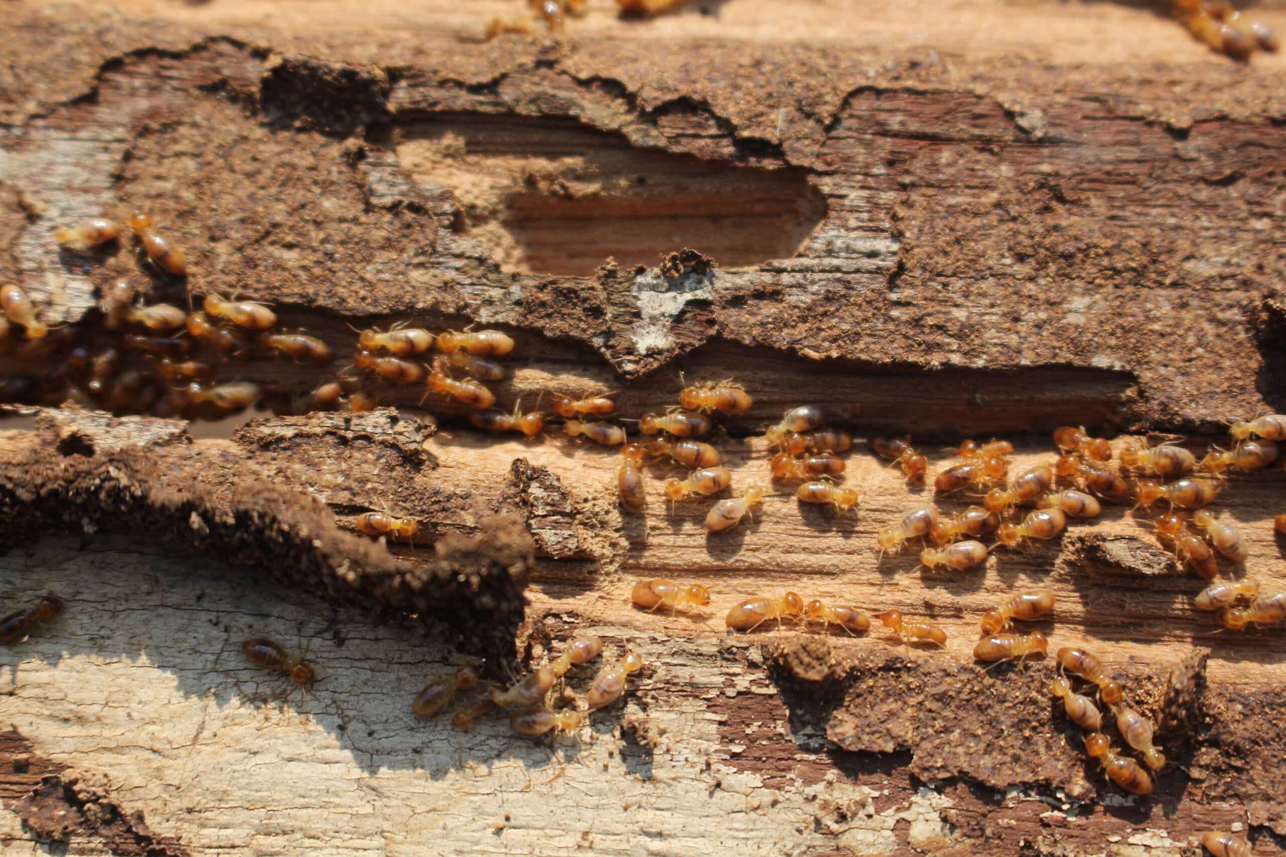 Termite control in Charleston, SC