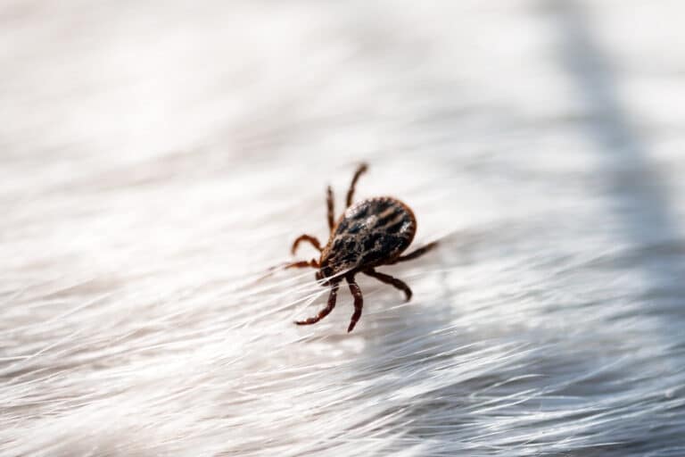 American Dog Tick on Dog - Anticimex Carolinas Tick Control