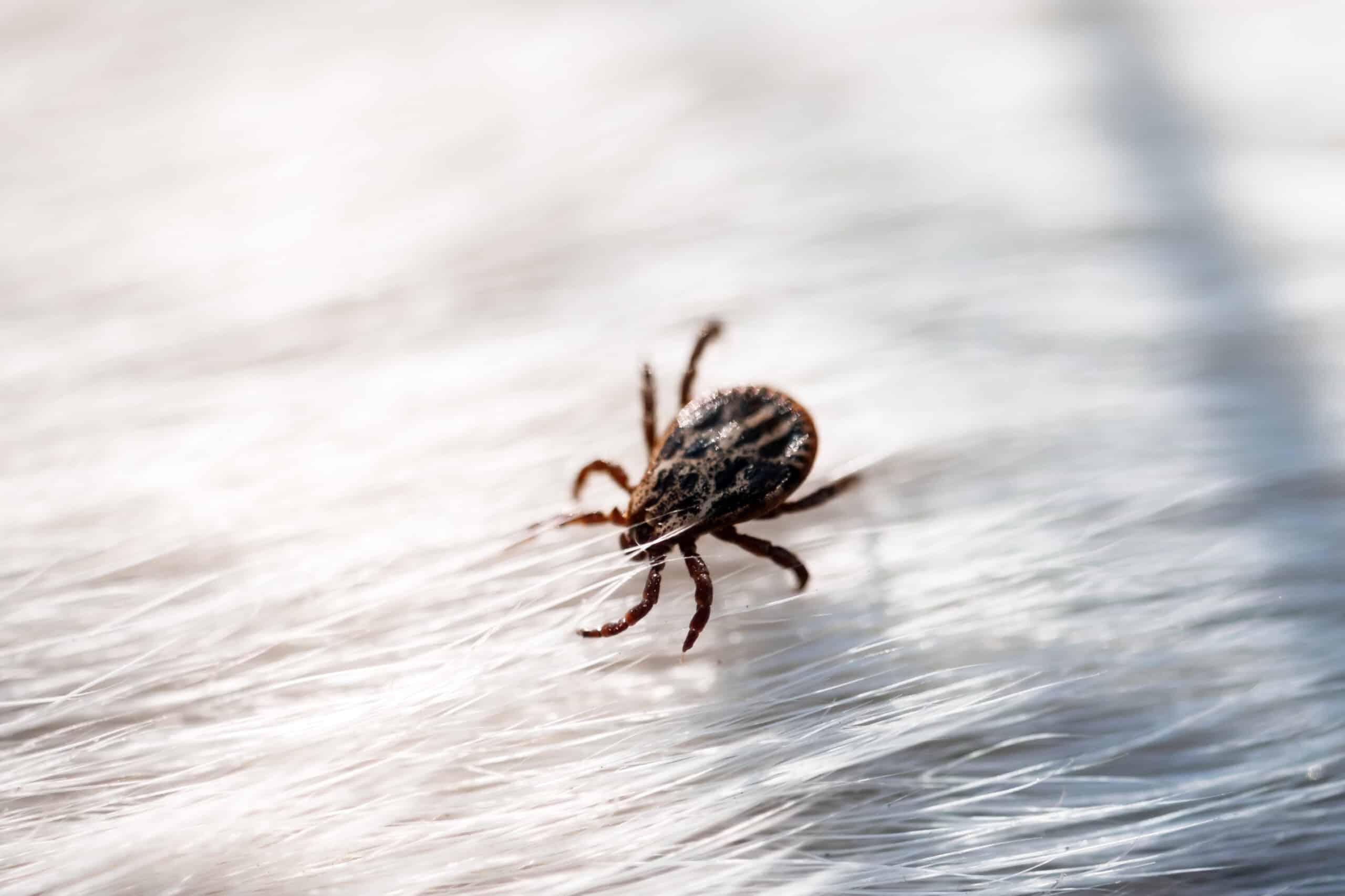 American Dog Tick on Dog - Anticimex Carolinas Tick Control