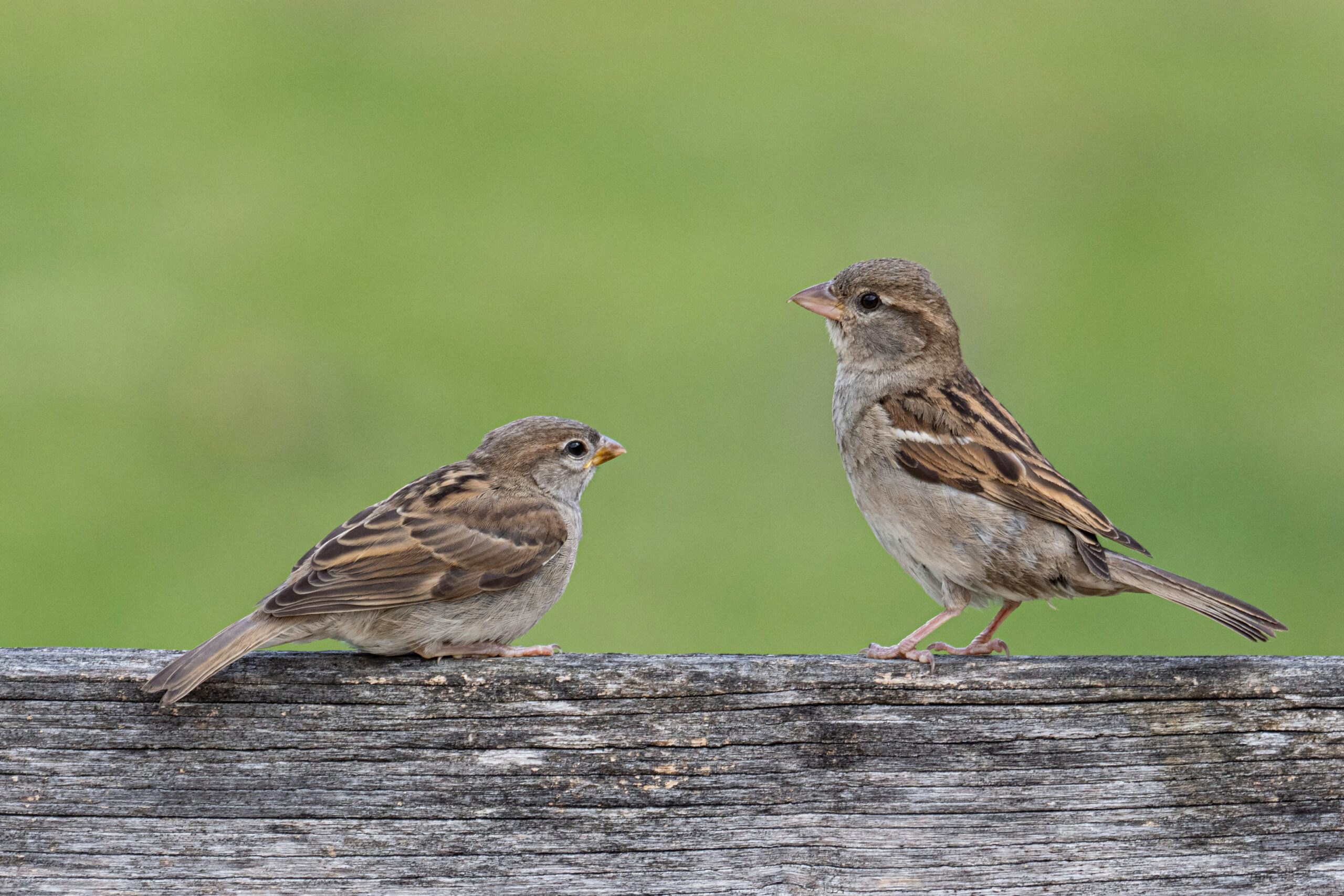 Bird control in North and South Carolina