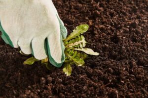weed-removal killingsworth environmental charlotte nc