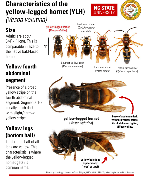 yellow legged hornet anticimex carolinas wasp control